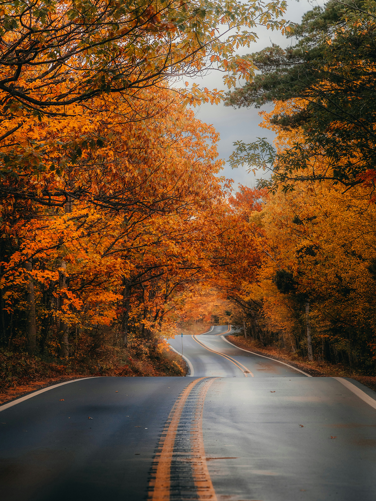 Paysage d'une route bordée d'arbres orangés à l'automne